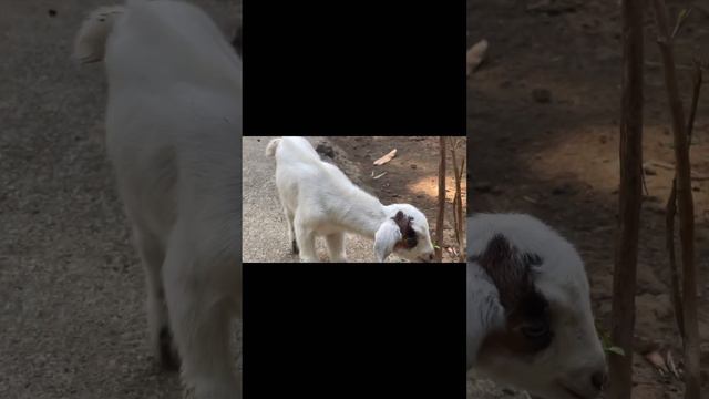 Farmlife. Farm animals. Goat raising-1. How long are goats pregnant? Gestation length (ave. 150days смотреть онлайн