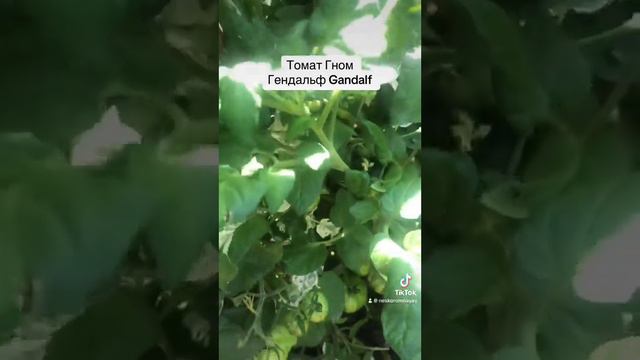 Томат Гном Гендальф смотреть онлайн