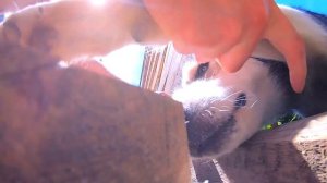 ПРОСТО ВАУ! СОБАКА РАЗГОВАРИВАЕТ!  Хаски и Маламут отвечают на вопросы