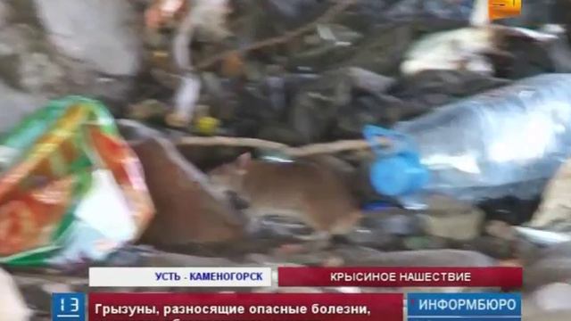 Областной центр Восточного Казахстана атаковали полчища крыс смотреть онлайн