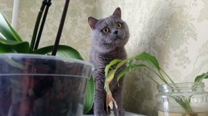 Кот боится и прячется