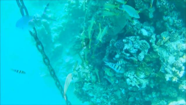 Обзор пляжа и рифа отеля Queen Sharm Resort 4* (Шарм-эль-Шейх)