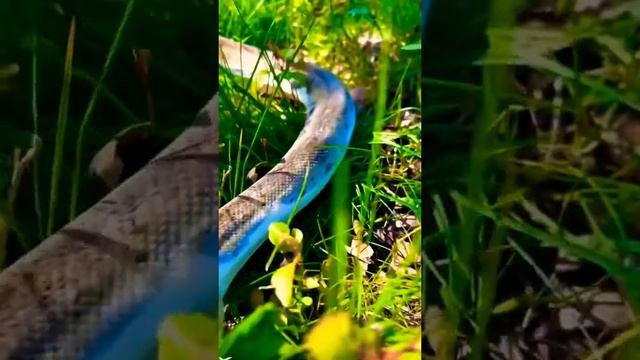 Pied Reticulated Python ❤️#funfacts #love #reptile #reptilezoo #python #reticulatedpython смотреть онлайн