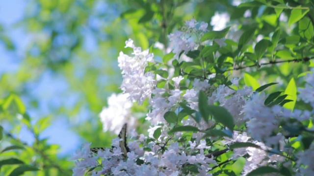 СУРА 73: «АЛЬ-МУЗЗАММИЛЬ» («ЗАКУТАВШИЙСЯ») с переводом. смотреть онлайн