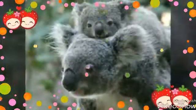 Детеныш коала🌼 смотреть онлайн
