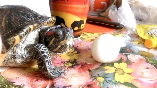 Черепаха пытается укусить яйцо