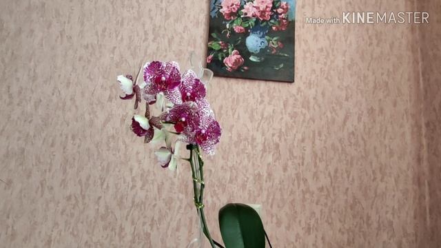 #Орхидеи#фаленопсис#бабочки, пелорики, трилипсы, бабулетки... Все цветут и радуют смотреть онлайн