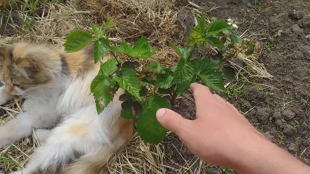 Обзор кустов ежевики, ежемалины и сюрпризы майских заморозков 2020 года смотреть онлайн