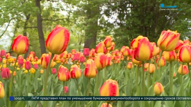Фестиваль тюльпанов на Елагином острове смотреть онлайн