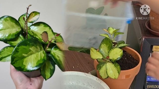Hoya Australis Lisa - Repotting and Care Tips смотреть онлайн