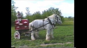 The Great Grey Shire Hitch of Fox Valley Draft Horse Farms