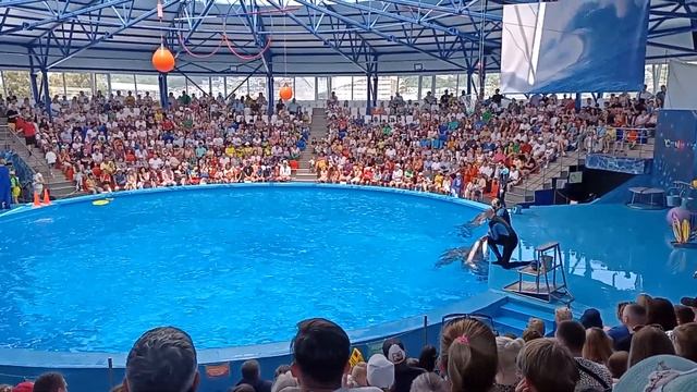 Шоу в дельфинарии. Сочи Парк. смотреть онлайн