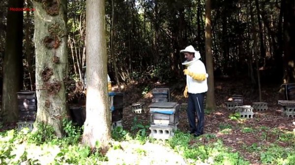 Мёд Japan. Японское пчеловодство.Дикий мёд.