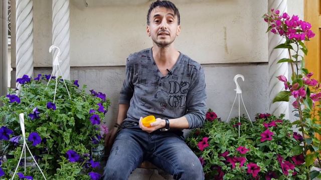 3 SECRETE Pentru O Petunie Plina De Flori