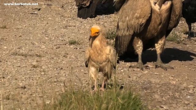 ALIMOCHE | EGYPTIAN VULTURE | Neophron percnopterus смотреть онлайн