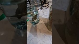 Размножение пиявки в домашних условиях.