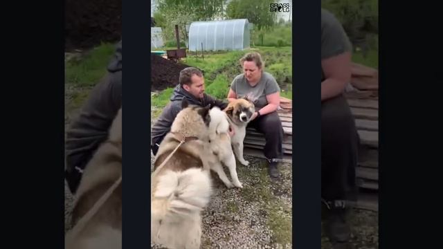 Вязка собак породы американская акита [2 часть (второй день вязки)] / Чудо-собаки