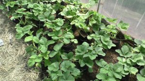 Выращивание клубники в теплице в горшках, получение ранней ягоды.