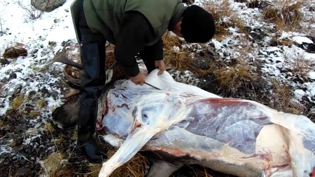 Разделка туши оленя