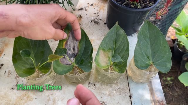 Try Growing Anthurium Leaves In Water | Anthurium Plant