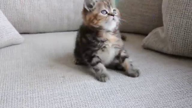 Pearl Fold Ishik смотреть онлайн