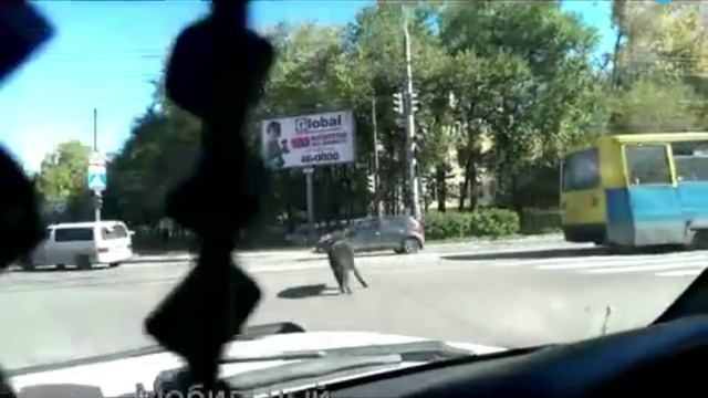 Кабан в центре Хабаровска помял машину и сбил с ног женщину смотреть онлайн