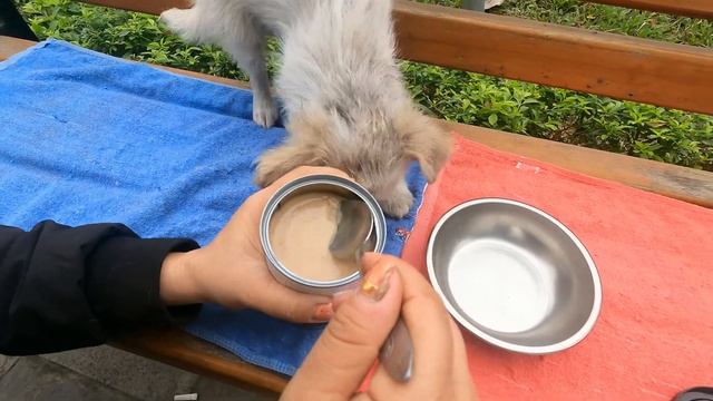 Efforts to save a 2 months old baby puppy lost its mother , Adopt and befriend a puppy смотреть онлайн