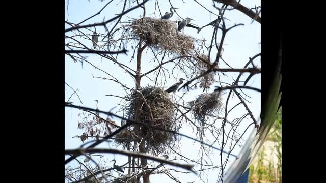 Остров Борок в Черемшанском заливе, колония серых цапель смотреть онлайн