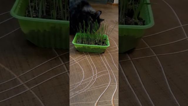 Кошка любит кушать травку)) смотреть онлайн