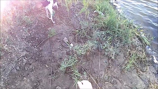 Собака боится воды. Русский охотничий спаниель. смотреть онлайн