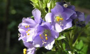 Синюха или полемониум РЕЛАКС АРТ-ТЕРАПИЯ ИМПРОВИЗАЦИЯ композитор Виктор Анохин #музыка #piano #цветы