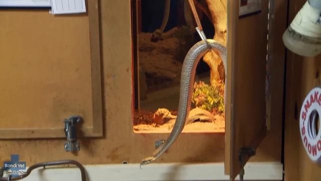 Detective Vets! - Can YOU Solve These True Pet Mysteries??️♂️ | Bondi Vet Compilation | Bondi Vet смотреть онлайн