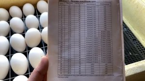 Режим Инкубации Гусиных Яиц