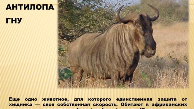 Презентация " Животные спринтеры" смотреть онлайн