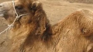верблюд плюется