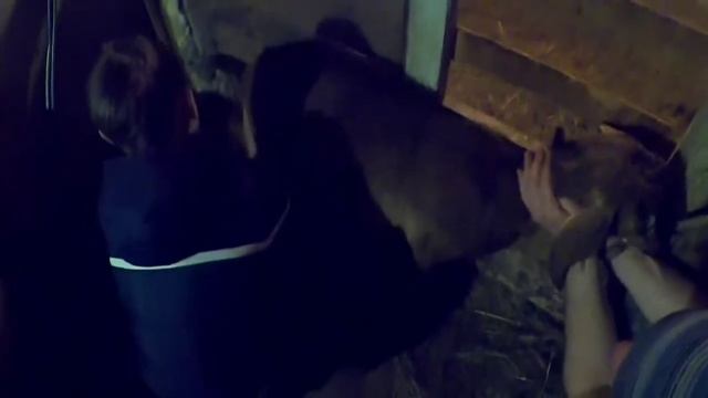 Сюрприз в сарае! смотреть онлайн