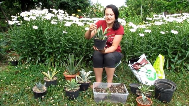 Пересадка агав