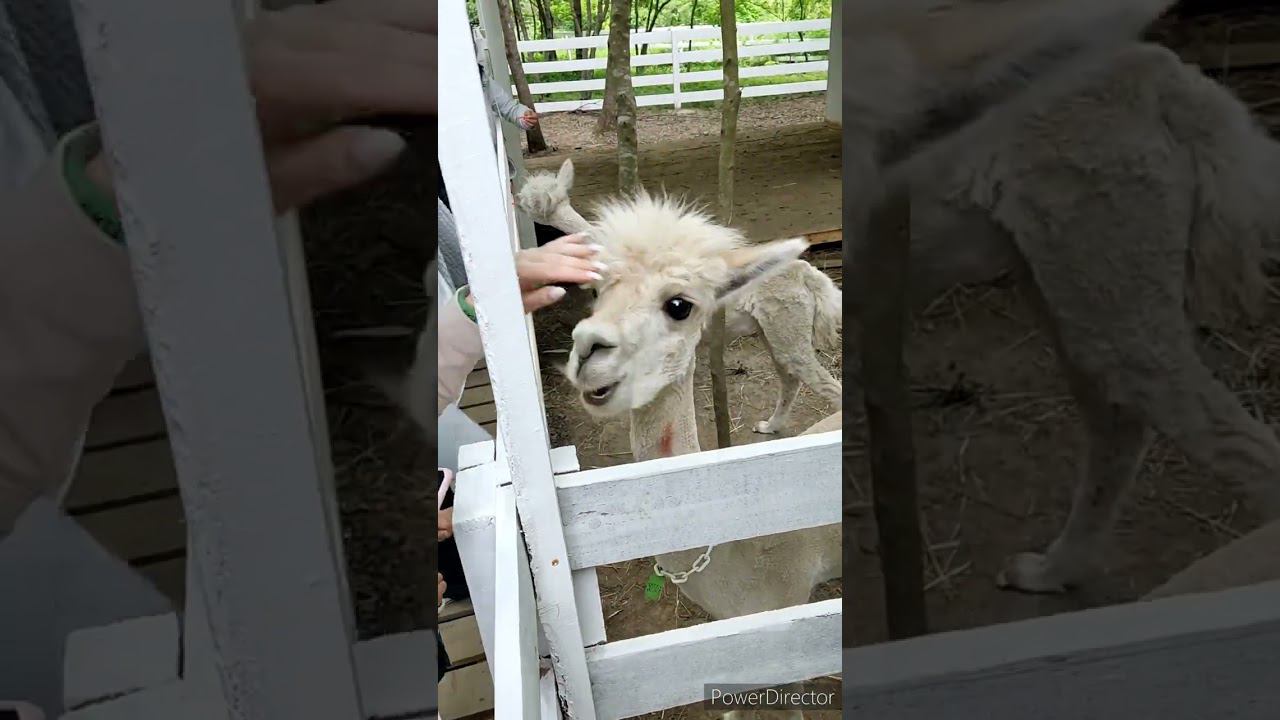 Ферма Альпак в Горячем Ключе смотреть онлайн