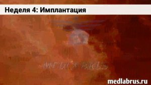 1 триместр беременности: ключевые моменты и изменения