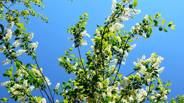 Наша природа Русская природа #Фотослайдшоу смотреть онлайн