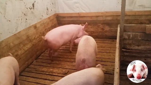 Драки свиней и гибридные поросята. Свиноводство в ЛПХ смотреть онлайн