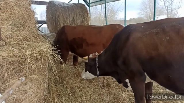 ЧТО С КОРОВОЙ? ХРЕН РЕДЬКИ НЕ СЛАЩЕ. смотреть онлайн