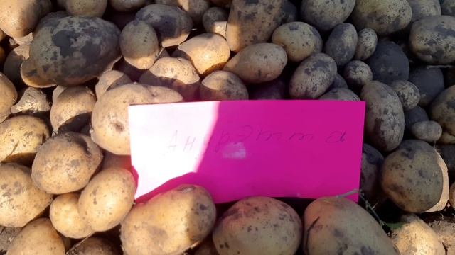 Урожай картофеля в этом году