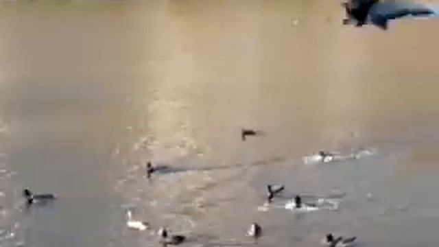 Утка жаренная с яблоками