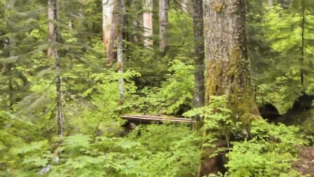 Western Hemlock (Tsuga heterophylla), Lookout Creek, HJ Andrews Forest, Oregon, USA смотреть онлайн