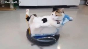 Коты катаются на роботе - пылесосе!)