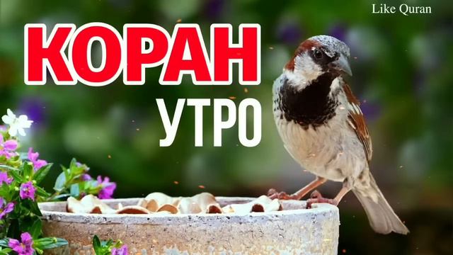 🔊Сура "Ясин, "Утро и "Вечер, Для тех у кого проблем в делах ... смотреть онлайн