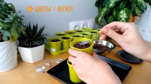 ЦИНИЯ - ЛЕГКО! Сажаем семена циний