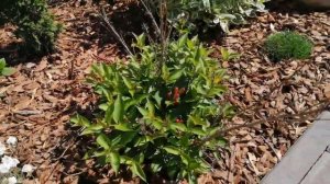 Вейгела - сажать или не сажать!