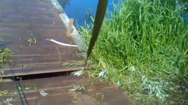 Ловля уклейки в июне на опарыша. смотреть онлайн
